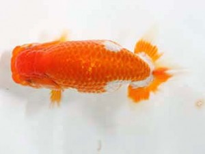 日蘭佐賀　東取締　湯浅正徳　鳥栖みやき