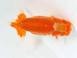 日蘭佐賀　西取締　橋岡信行　大分B