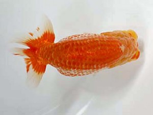 日蘭佐賀　東大関　東　秀明　日佐