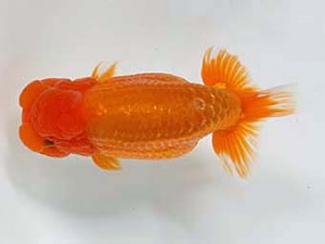 日蘭佐賀　西大関　小野裕基　大分B