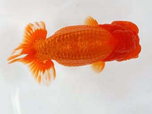 日蘭佐賀　立行司　東　秀明　日佐