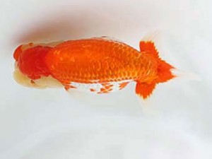 日蘭佐賀　西取締　東　秀明　日佐