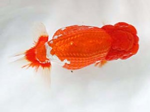 日蘭佐賀　東大関　東　秀明　日佐