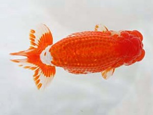 日蘭佐賀　西大関　東　秀明　日佐