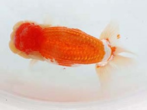 日蘭佐賀　立行司　和田浩二　日佐