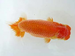 志摩紅鱗会　第三回研究会　東大関　宮脇　洋　松阪市