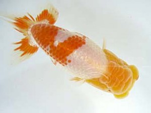 志摩紅鱗会　第三回研究会　西大関　宮脇　洋　松阪市
