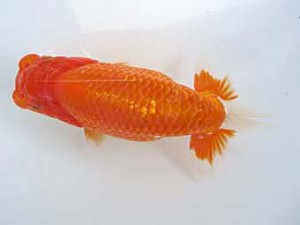 志摩紅鱗会　第三回研究会　立行司　大田恒男　志摩市