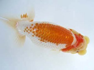 志摩紅鱗会　第三回研究会　取締一　田辺健一　志摩市