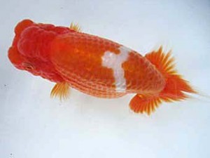 志摩紅鱗会　第三回研究会　取締二　宮脇　洋　松阪市