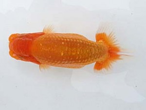 研究会　東大関　一位　熊澤　誠