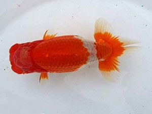 研究会　二位　安田英一
