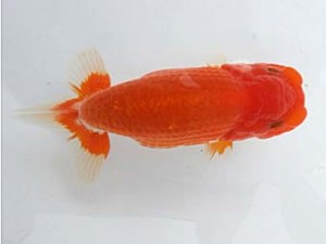 研究会　三位　荒井宣裕