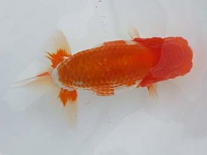 研究会　四位　羽鳥容平