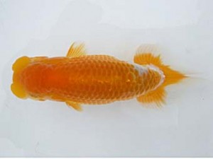 研究会　五位　漆山孝夫