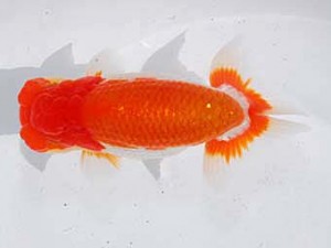 東部本部大会 東大関 稲村俊明 楽友 東部本部大会 東大関 稲村俊明 楽友