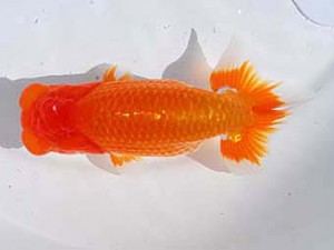 東部本部大会 勧進元一 池辺 勇 喜楽 東部本部大会 勧進元一 池辺 勇 喜楽