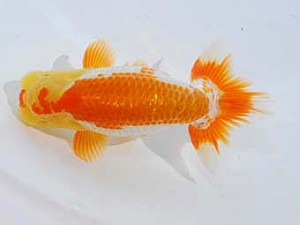 東部本部大会 行司一 水落知之 横浜観魚 東部本部大会 行司一 水落知之 横浜観魚