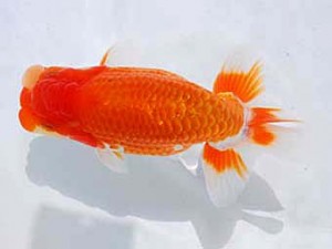 東部本部大会 行司三 丸山克昌 好鱗会 東部本部大会 行司三 丸山克昌 好鱗会