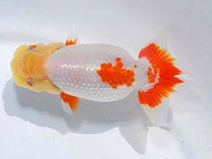 東部本部大会 脇行司一 加藤貞信 横浜観魚 東部本部大会 脇行司一 加藤貞信 横浜観魚