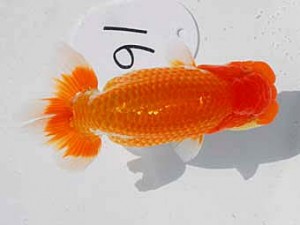 東部本部大会 脇行司二 青山重徳 葛飾 東部本部大会 脇行司二 青山重徳 葛飾