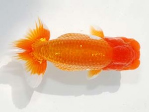 東部本部大会 西大関 矢ケ崎伸司 楽友 東部本部大会 西大関 矢ケ崎伸司 楽友