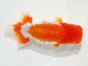 東部本部大会 立行司 秋元和男 房総 東部本部大会 立行司 秋元和男 房総