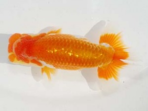 東部本部大会 取締一 宇田川勝久 房総 東部本部大会 取締一 宇田川勝久 房総