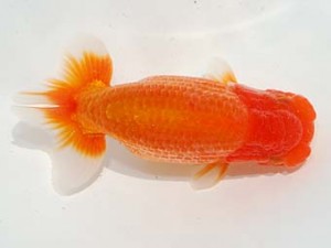 東部本部大会 東関脇 稲村俊明 楽友 東部本部大会 東関脇 稲村俊明 楽友