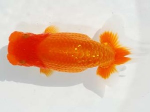 東部本部大会 東小結 大久保義彰 楽友 東部本部大会 東小結 大久保義彰 楽友