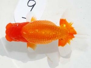 東部本部大会 西小結 布川幸一郎 愛魚会 東部本部大会 西小結 布川幸一郎 愛魚会