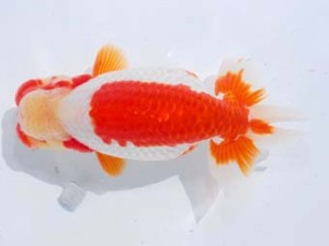 東部本部大会 東大関 斉藤太郎 葛飾 東部本部大会 東大関 斉藤太郎 葛飾