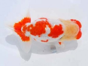 東部本部大会 勧進元一 稲村俊明 楽友 東部本部大会 勧進元一 稲村俊明 楽友