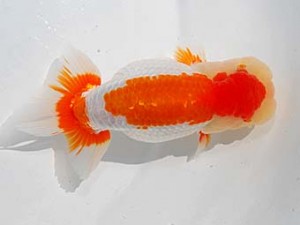 東部本部大会 勧進元二 大場晋二 宮城 東部本部大会 勧進元二 大場晋二 宮城