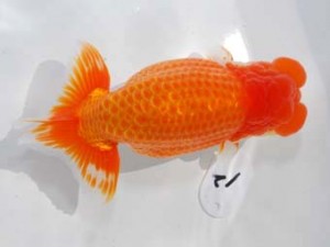 東部本部大会 行司一 目黒康弘 横浜観魚 東部本部大会 行司一 目黒康弘 横浜観魚