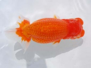 東部本部大会 行司三 秋元和男 房総 東部本部大会 行司三 秋元和男 房総