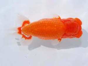 東部本部大会 脇行司一 大久保義彰 楽友 東部本部大会 脇行司一 大久保義彰 楽友