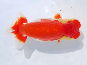 東部本部大会 脇行司二 酒井 昇 観魚会 東部本部大会 脇行司二 酒井 昇 観魚会