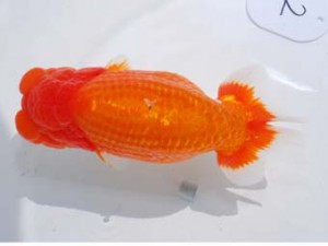 東部本部大会 西大関 君塚一博 房総 東部本部大会 西大関 君塚一博 房総