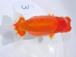 東部本部大会 立行司 秋元和男 房総 東部本部大会 立行司 秋元和男 房総