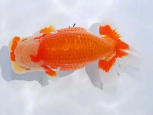 東部本部大会 取締一 高地成弥 房総 東部本部大会 取締一 高地成弥 房総