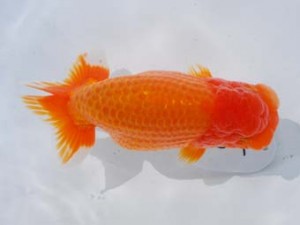 東部本部大会 取締二 高地成弥 房総 東部本部大会 取締二 高地成弥 房総