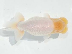 東部本部大会 東関脇 中村正志 両毛 東部本部大会 東関脇 中村正志 両毛