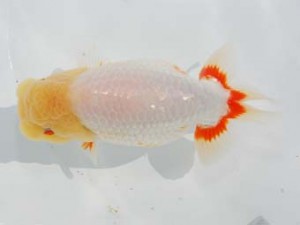 東部本部大会 東小結 青木浩一 観魚会 東部本部大会 東小結 青木浩一 観魚会