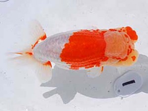 東部本部大会 東大関 稲村俊明 楽友 東部本部大会 東大関 稲村俊明 楽友