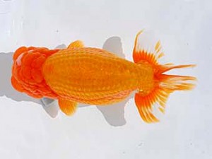 東部本部大会 勧進元一 熊澤 誠 湘南 東部本部大会 勧進元一 熊澤 誠 湘南