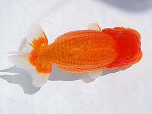 東部本部大会行司一 高田順一 福島 東部本部大会 行司一 高田順一 福島