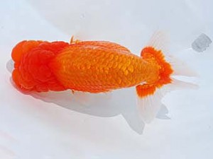 東部本部大会 行司二 宮川幸久 福島 東部本部大会 行司二 宮川幸久 福島