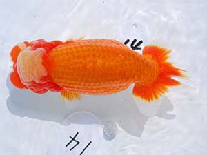 東部本部大会 行司三 長井俊之 葛飾 東部本部大会 行司三 長井俊之 葛飾