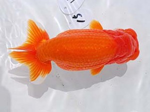 東部本部大会 脇行司一 谷 巌 房総 東部本部大会 脇行司一 谷 巌 房総